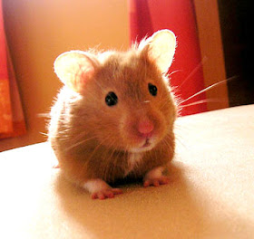 Funny Golden Syrian Hamsters