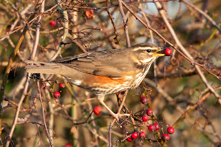 Redwing DFBridgeman