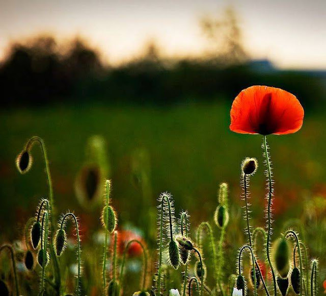 Hairy Flowers