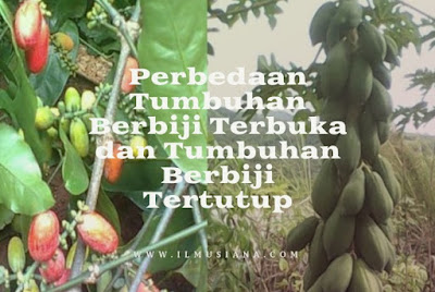  berbiji terbuka dan tumbuhan berbiji tertutup Jawaban Jelaskan Perbedaan Tumbuhan Berbiji Terbuka dan Berbiji Tertutup