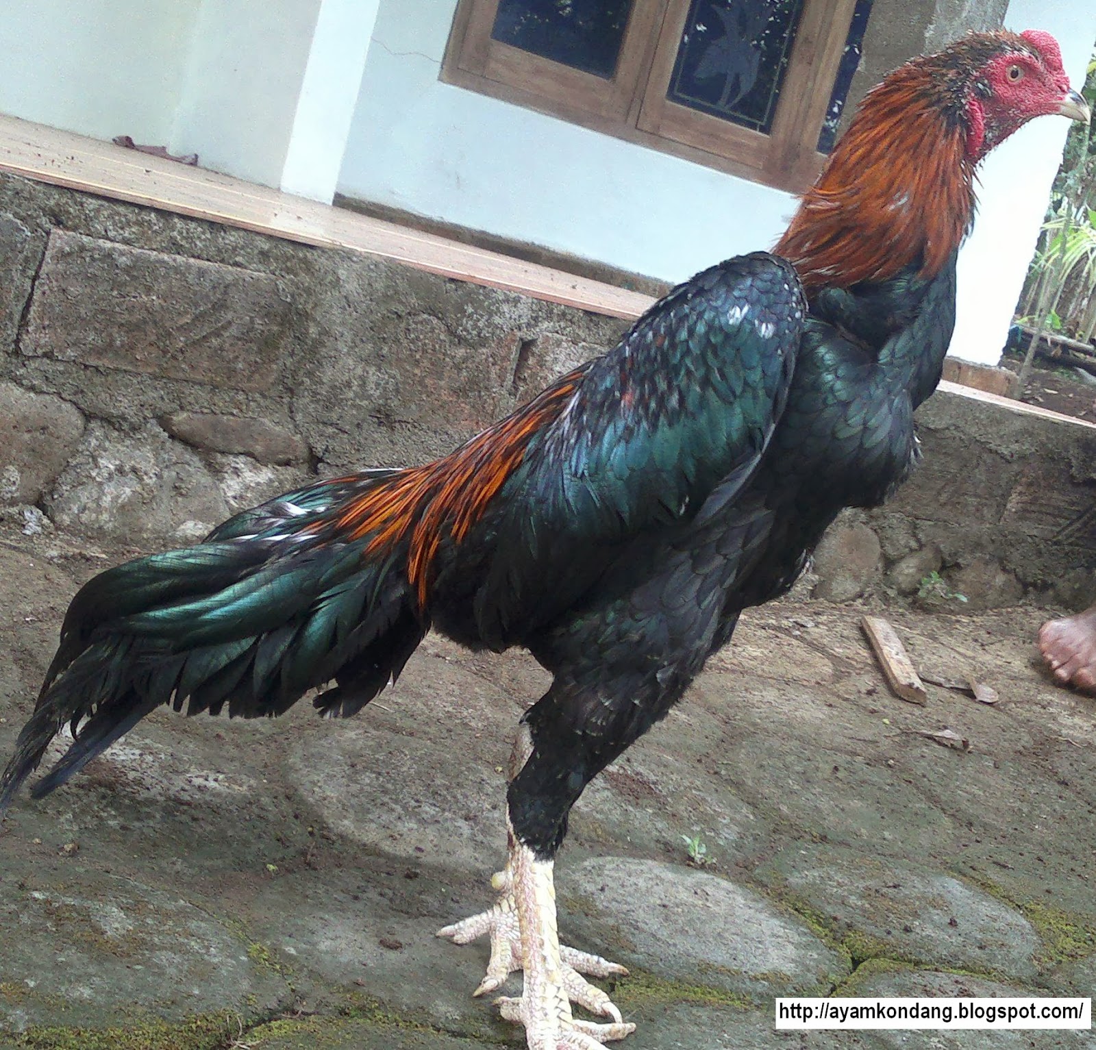  Ayam Bangkok Juara  Ayam  Juara 