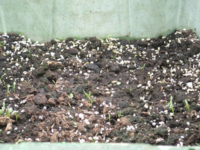 Photo of carrot seedlings close up