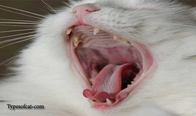 cat bad breath