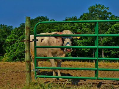 The wisdom of cows