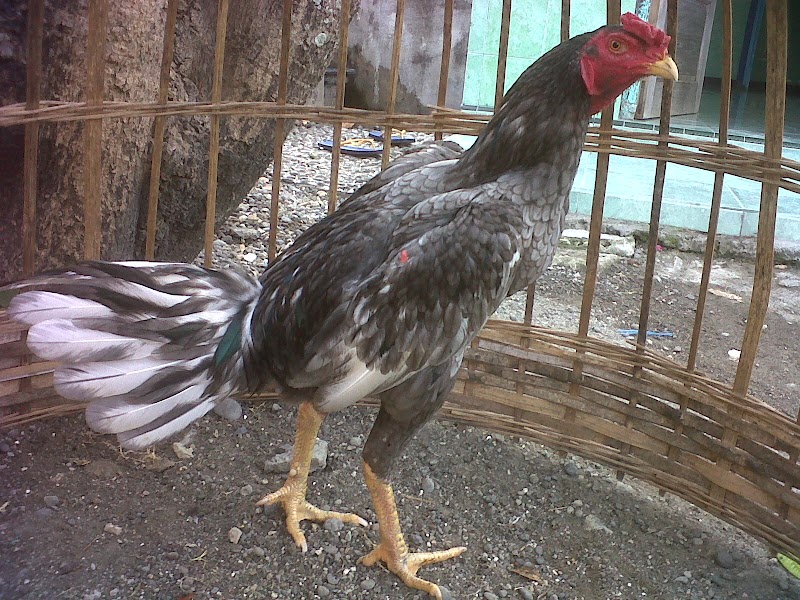 58+ Terpopuler Gambar Kepala Ayam Bangkok Jawara
