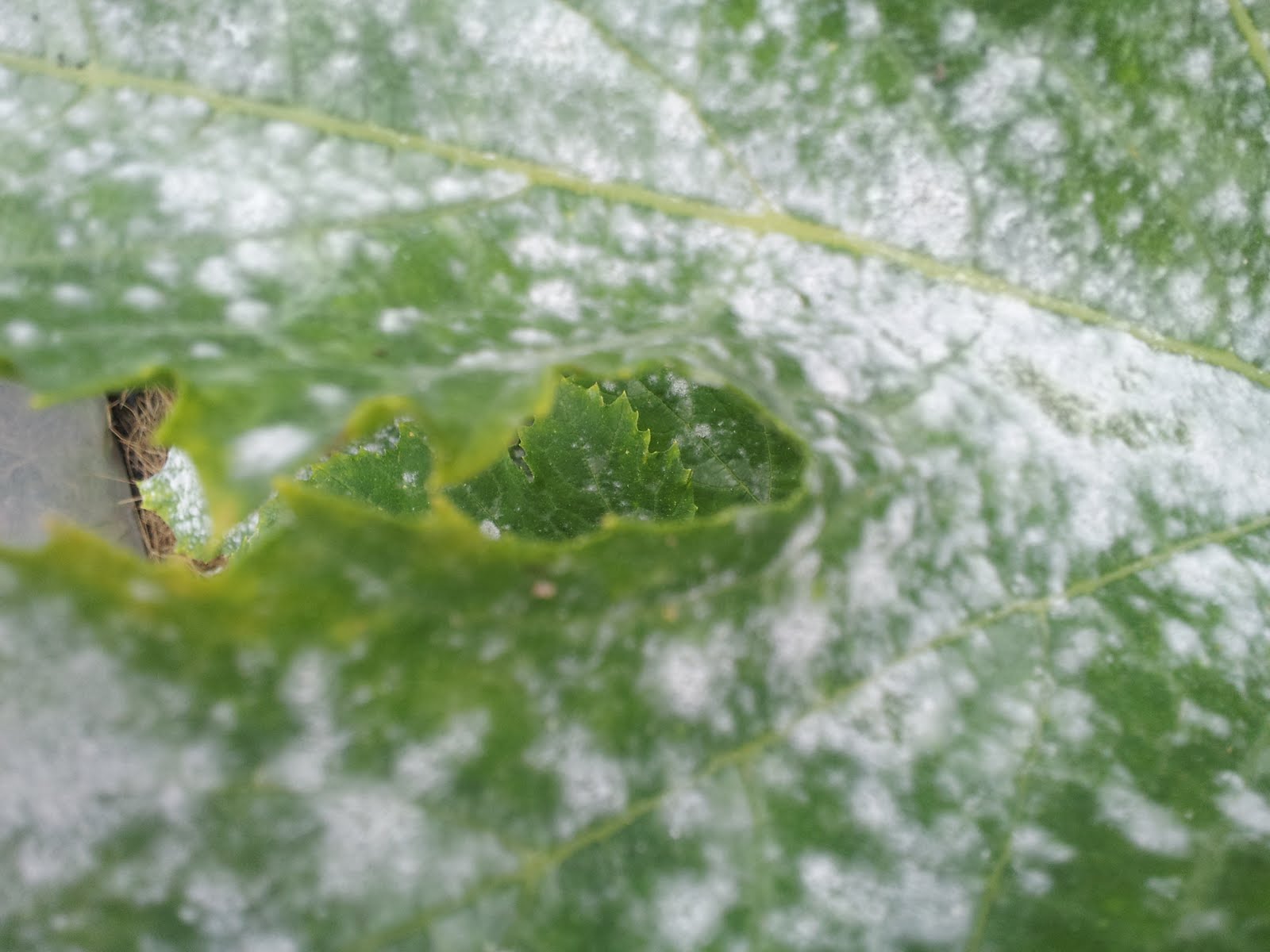 How to Treat Powdery Mildew Without Chemicals