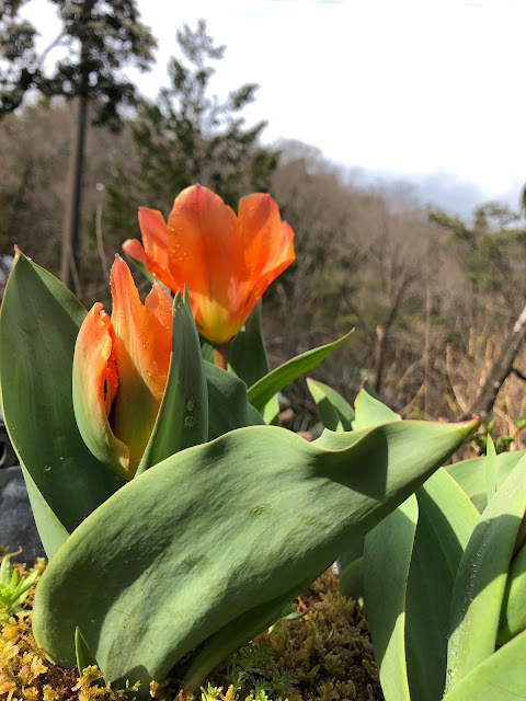 Orange tulips like the spring sun.