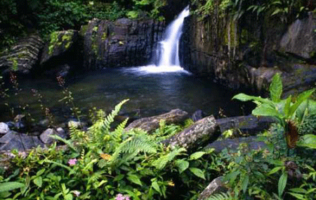 العجائب وارتباطها بالرقم سبعة el-yunque-4-1.gif