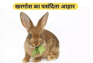खरगोश का पसंदिता आहार, safed khargoosh palane se kya hota hai