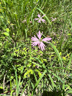 [Caryophyllaceae] Silene flos-cuculi – Ragged-robin