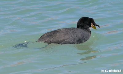 Horned Coot