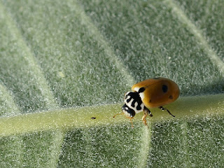 Coccinelle convergente - Hippodamia convergens