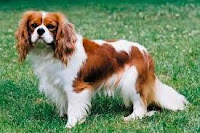 Cavalier King Charles Spaniel