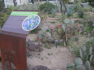 Purple Pancake Cactus At Ethel M Las Vegas.