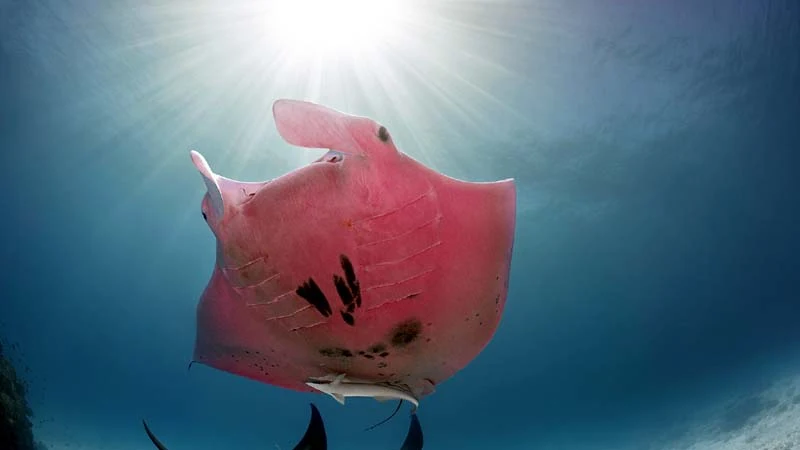 How did this rare pink manta get its colour? 