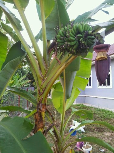 Kembara Minda 7 Pokok pisang  dah berbuah