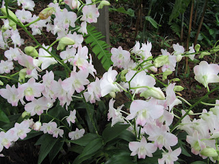 Orchids, National Orchid Garden, Singapore