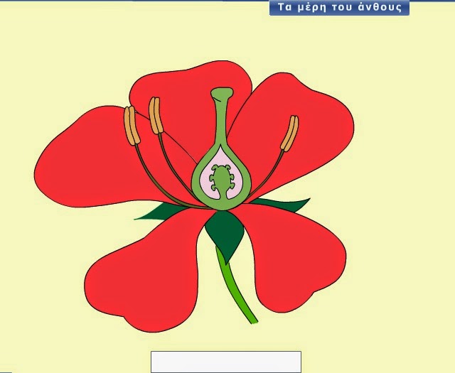 http://ebooks.edu.gr/modules/ebook/show.php/DSDIM-D108/558/3664,15901/extras/mtpd_c04_flower_parts/index.html