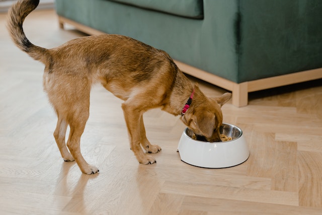 Cão comendo alimentação saudável