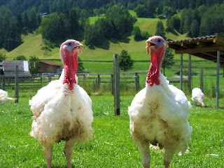 Turkeys Bird Pictures