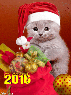  Happy New Year 2016 gif with beautiful cat, putting on santa cap on his head. 