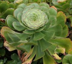 Planta suculenta Aeonium undulatum