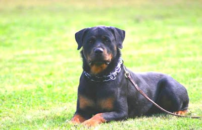 aggressive rottweilers, cool rottweiler information about rottweiler dogs, american rottweiler, american rottweilers behavior, american rottweiler aggression, american rottweilers, german rottweiler temperament, german rottweilers, rottweiler puppies, undocked rottweilers undocked rottweiler picture, rottweiler dog training