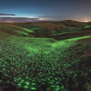 Bioluminescent Steppes