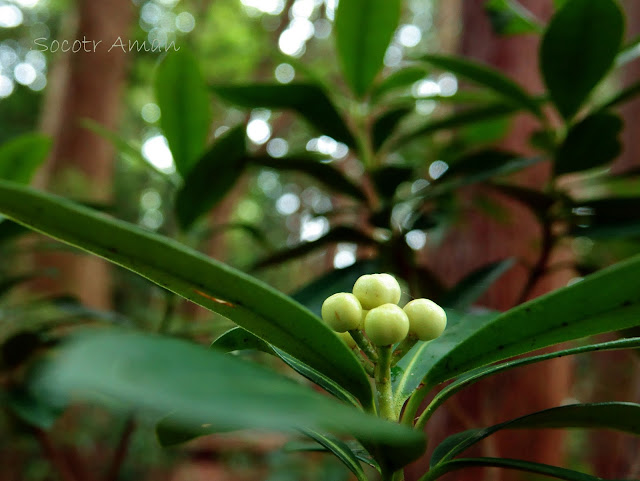 Skimmia japonica