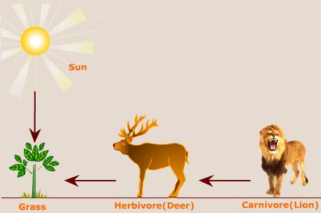 desert food chain diagram for kids