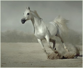 El Espacio Intimo De Ruth L Acosta El Viejo Y Su Caballo Blanco