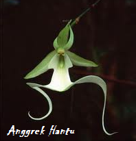  Anggrek Hantu Ghost Orchid Bunga Unik Alam Mentari