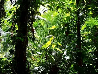 Guinea Forest Rainforests