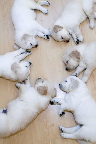 cute puppies wallpaper. cute puppies wallpaper.