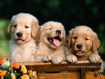 golden retriever wallpaper. Golden Retriever Puppies