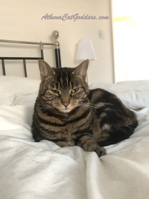 tabby cat on bed