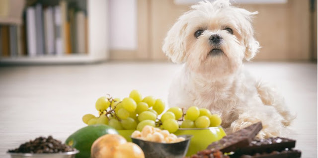 Banned food for your pet