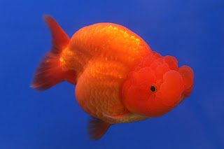 Ranchu Goldfish