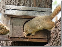 Squirrel going for food