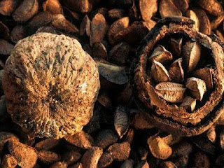 brazil nut fruit images