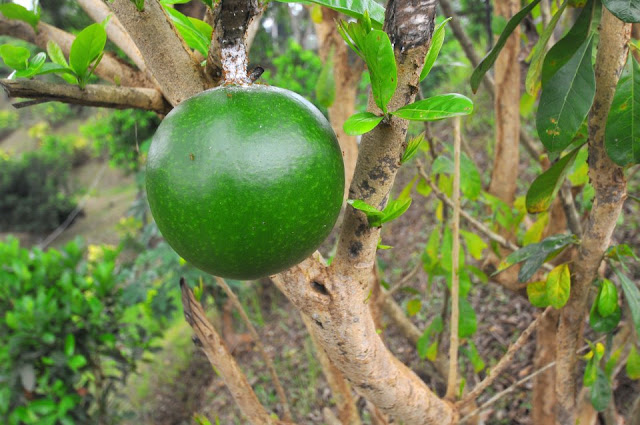   Buah Maja Dapat Mengembalikan Keperawanan?