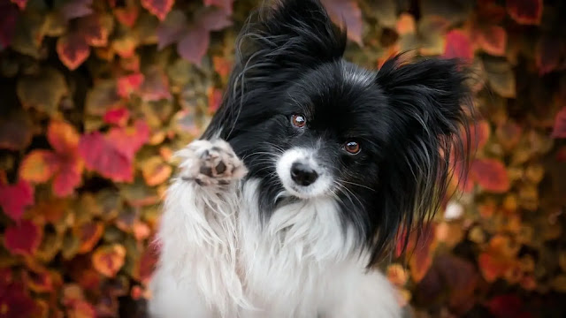 Papillon Dog