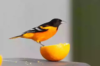 Oriole bird