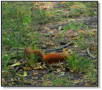 Eichhörnchen auf Nahrungssuche