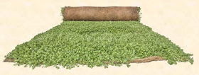 Tepes sedum