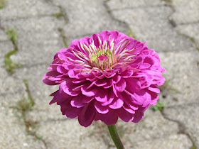 flower-lavander-flora-niceflowers