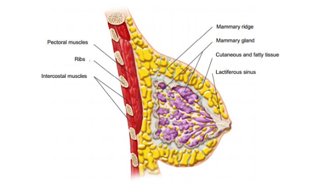 Anatomy of the Breast