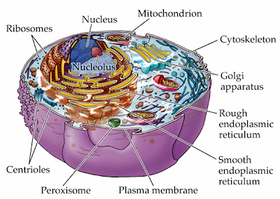 Cytoplasmic matrix; the soup of life! ~ Biology Exams 4 U