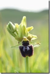 Early Spider Orchid