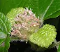 Pilea nummulariifolia - Creeping charlie care and culture
